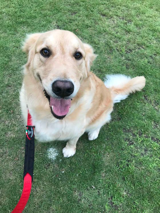 ゴールデン・レトリーバー