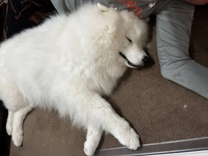 飼い主さんに添い寝するエルちゃん