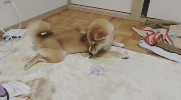 しっぽを威嚇する柴犬
