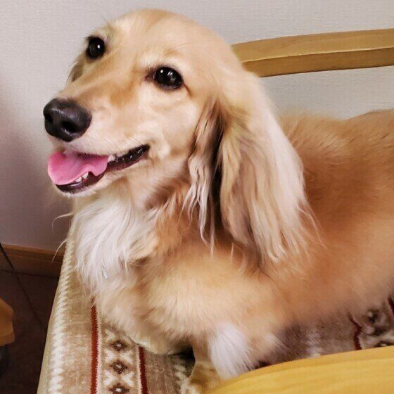 笑顔のミニチュア・ダックスフンド