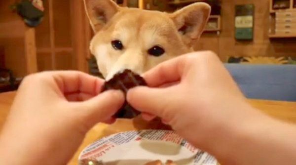 ごはんを待つ柴犬