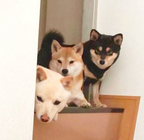 階段から顔を覗かせて飼い主さんを出迎えるらんちゃん、まろんちゃん、もこちゃん