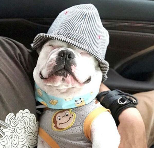 眠るぽんちゃん