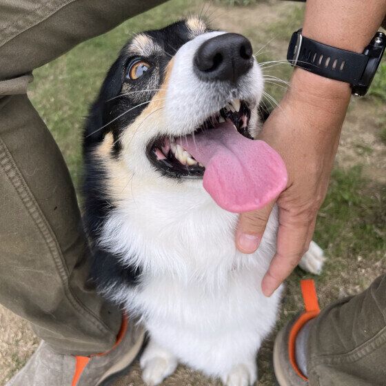 ウェルシュ・コーギー・ペンブロークのスマイル