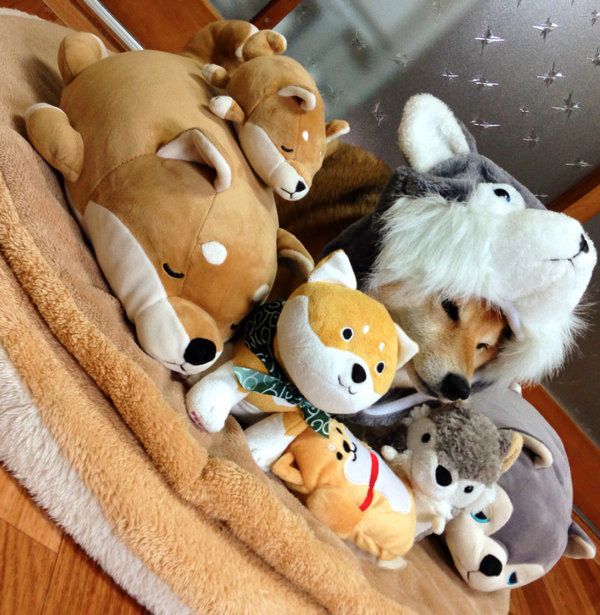 被り物をかぶる柴犬