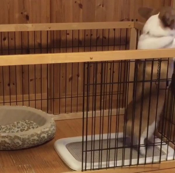 腸を刺激するコーギー