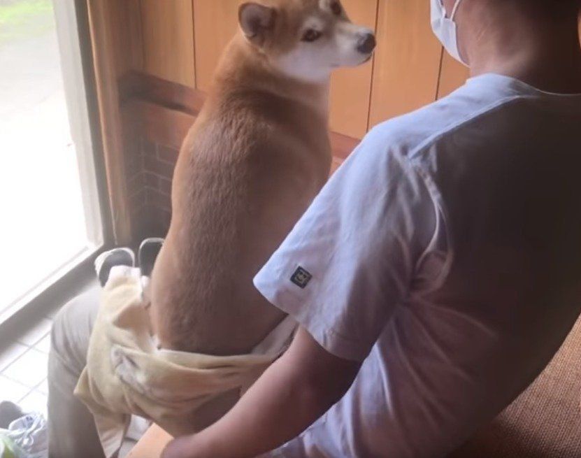 膝の上に乗る柴犬