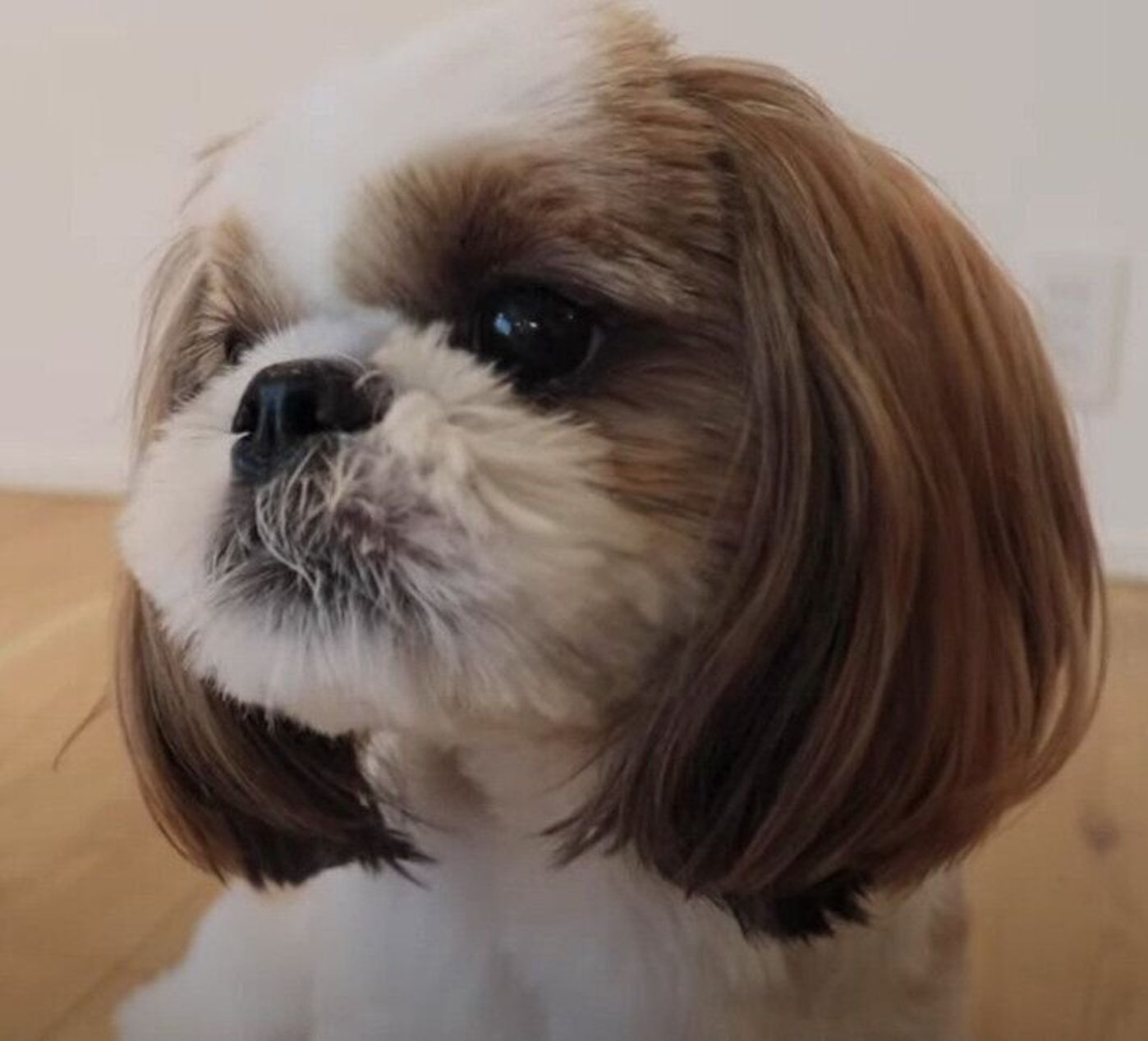 大好きなおやつをもらったシーズー犬 食べ終わった後の切り替えの早さがスゴい いぬのきもちweb Magazine 大好きなおやつをもらったシーズー犬 食べ終わった後の切り替えの早さがスゴい いぬのきもちweb Magazine