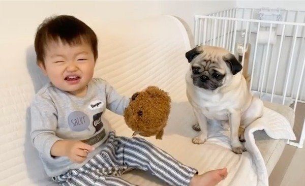 犬のおもちゃで遊ぶおとーとくんと、見守るおまめくん