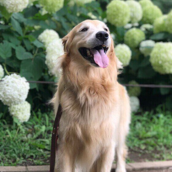 ゴールデン・レトリバーのもおかちゃん