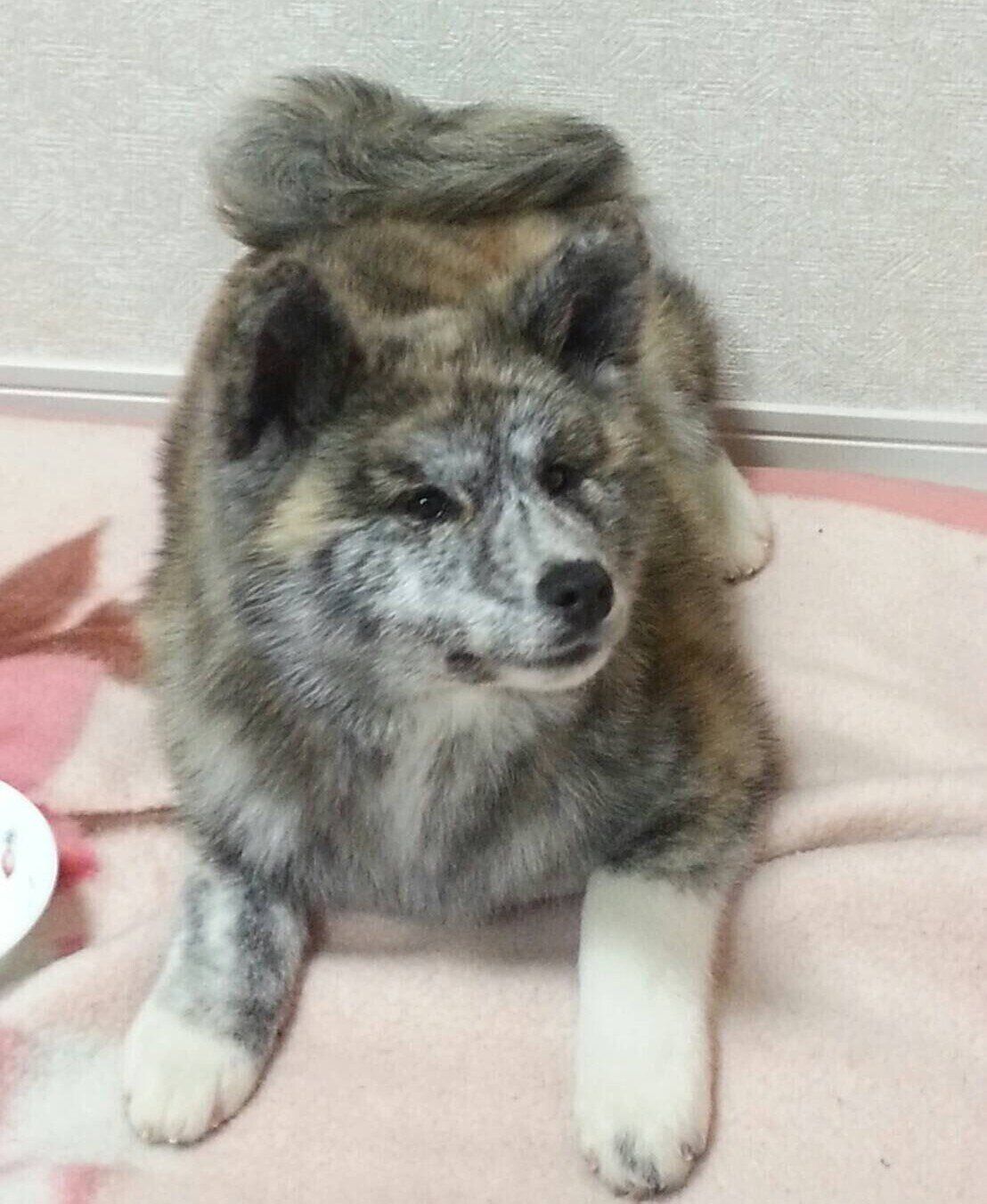 生後3カ月の愛桜ちゃん　飼い主さん宅にやって来た日に撮影された1枚