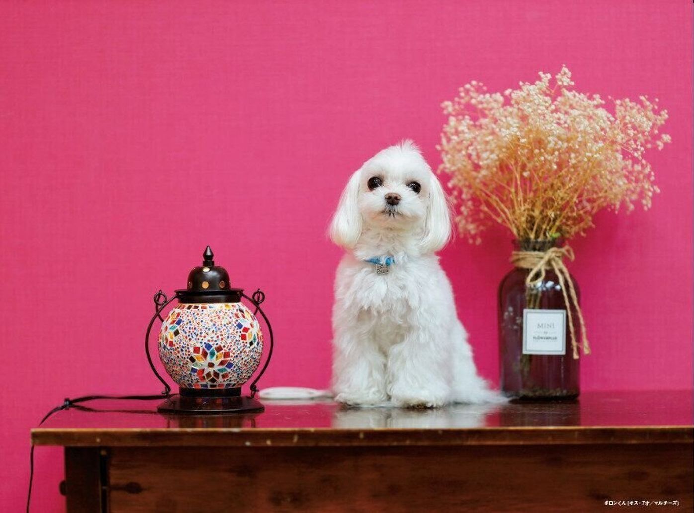 いぬのきもちカレンダー21発売中 Smile Dog な一年でありたい いぬのきもちweb Magazine いぬのきもちカレンダー21発売中 Smile Dog な一年でありたい いぬのきもちweb Magazine