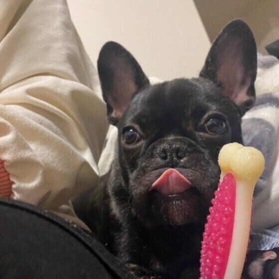 ベロを出すフレンチ・ブルドッグ