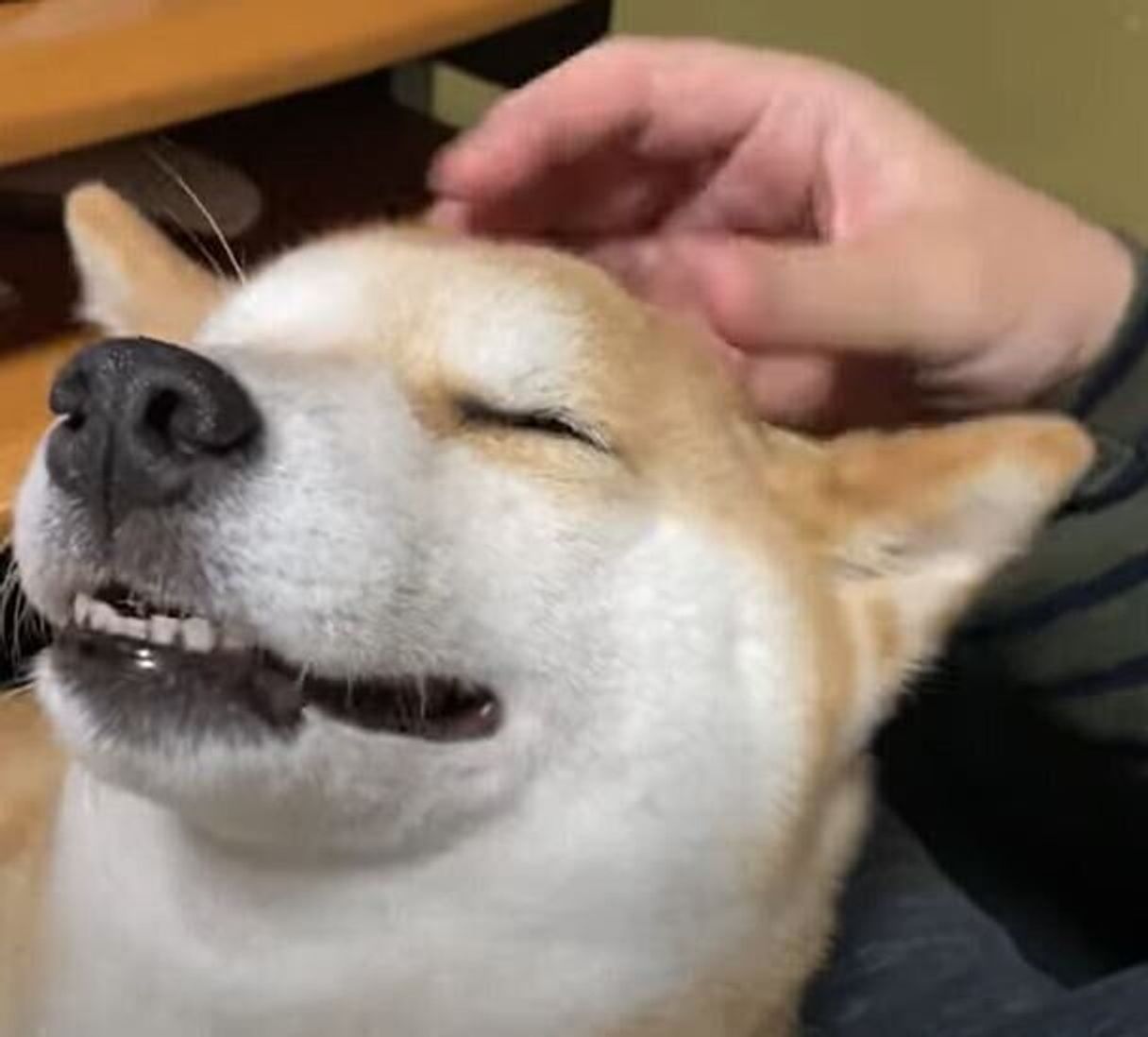 暑いけど撫でてほしい柴犬 満足したら 涼しい顔で退散する いぬのきもちweb Magazine 暑いけど撫でてほしい柴犬 満足したら 涼しい顔で退散する いぬのきもちweb Magazine
