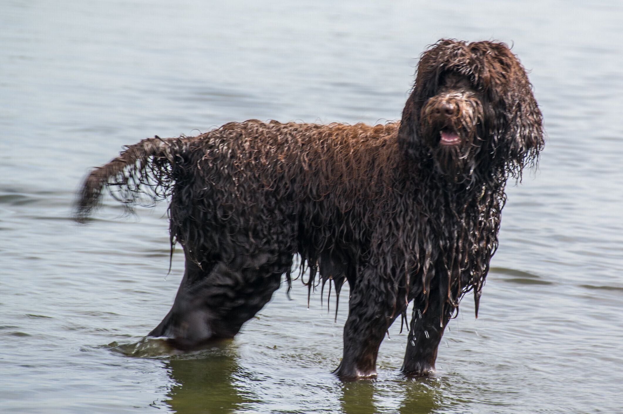 アイリッシュ・ウォーター・スパニエル