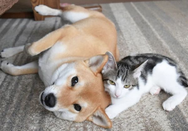 子猫のお世話をする柴犬