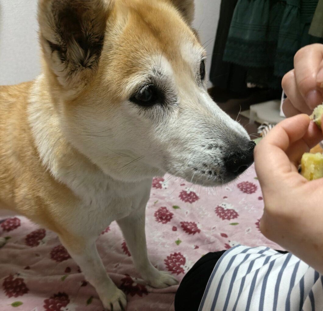 お芋に興味津々のチョウちゃん