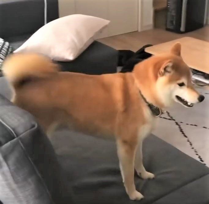 部屋の中を走り回る柴犬