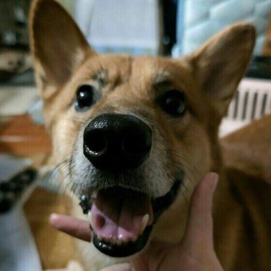 中型犬の郷丸（さとまる）くん