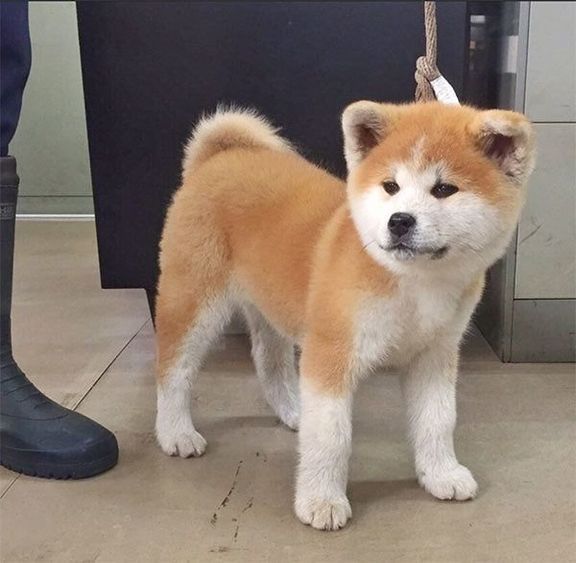 キリッとした秋田犬