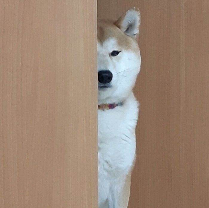 飼い主さん夫婦を見つめる茶々丸くん