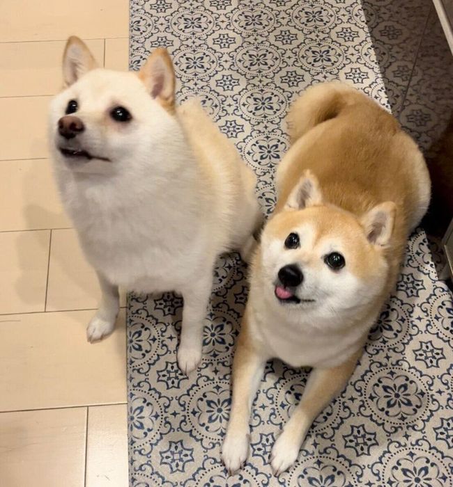 おいしいものを見つめる餅子ちゃん、くるみちゃん