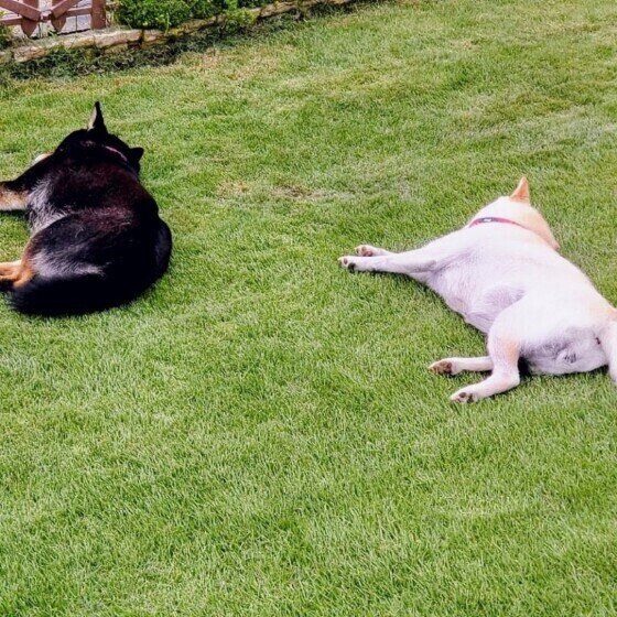 【柴犬あるある】3つの言葉「柴ドリル」「拒否柴」「柴距離」とはどんな意味で使われる？ いぬのきもち