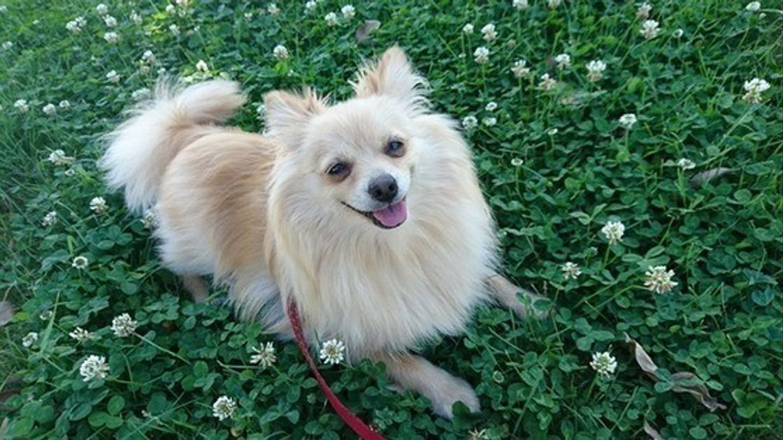 専門家が解説 ワンコが猫じゃらしで遊ばない 決定的な理由 とは いぬのきもちweb Magazine 専門家が解説 ワンコが猫じゃらしで遊ばない 決定的な理由 とは いぬのきもちweb Magazine