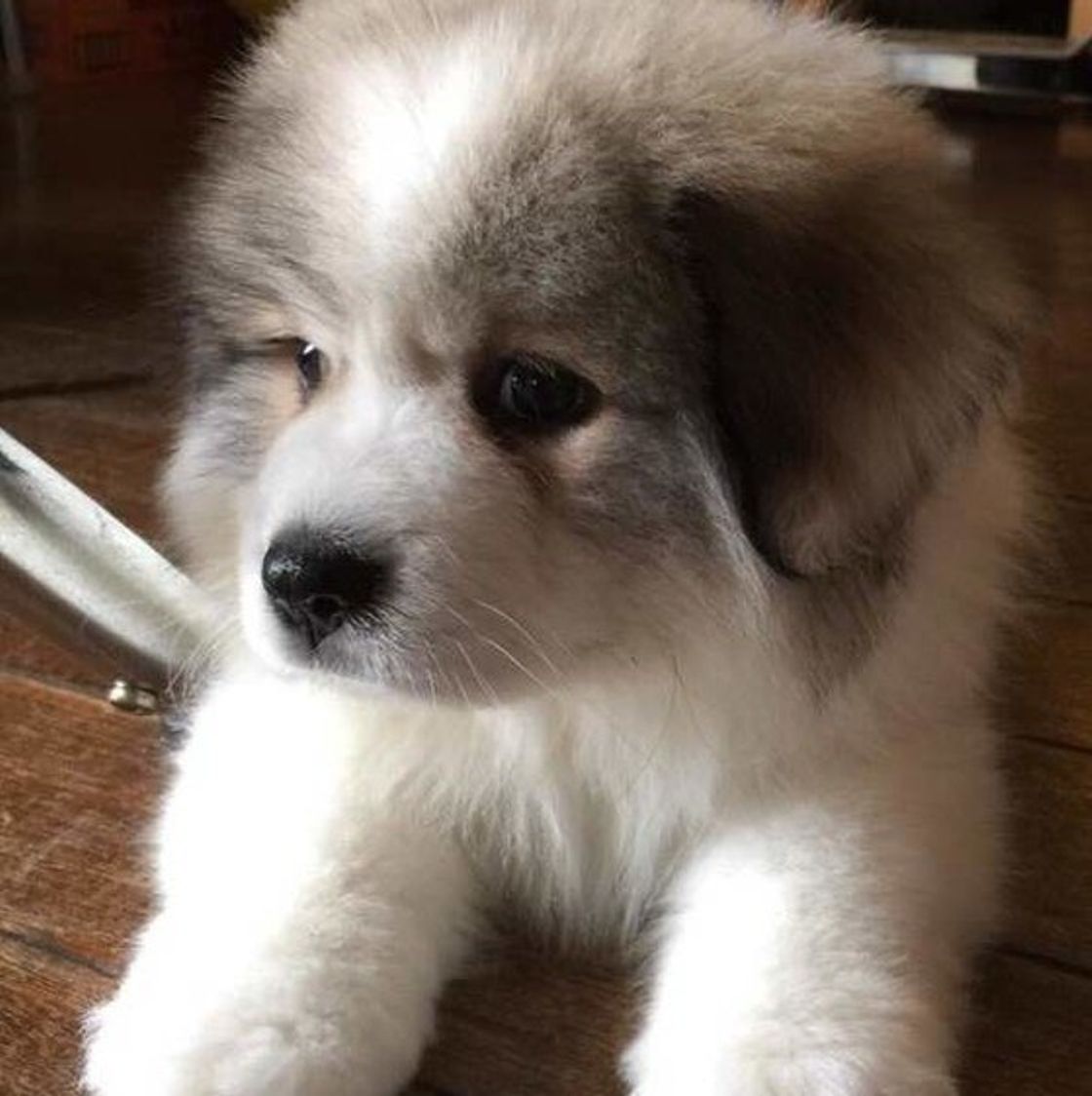 専門家が解説 犬がティッシュを食べる理由 異常のサイン の可能性も いぬのきもちweb Magazine 専門家が解説 犬がティッシュを食べる理由 異常のサイン の可能性も いぬのきもちweb Magazine