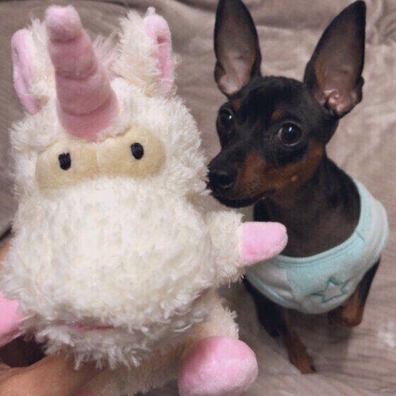 ミニチュア・ピンシャーの鼓竜くん