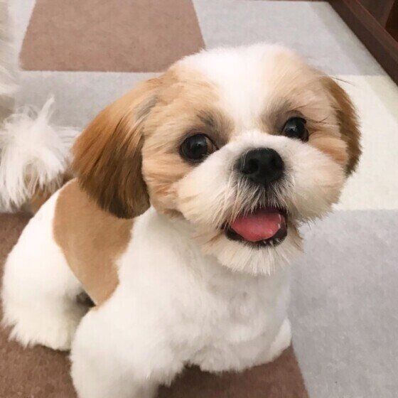 笑顔のシー・ズー