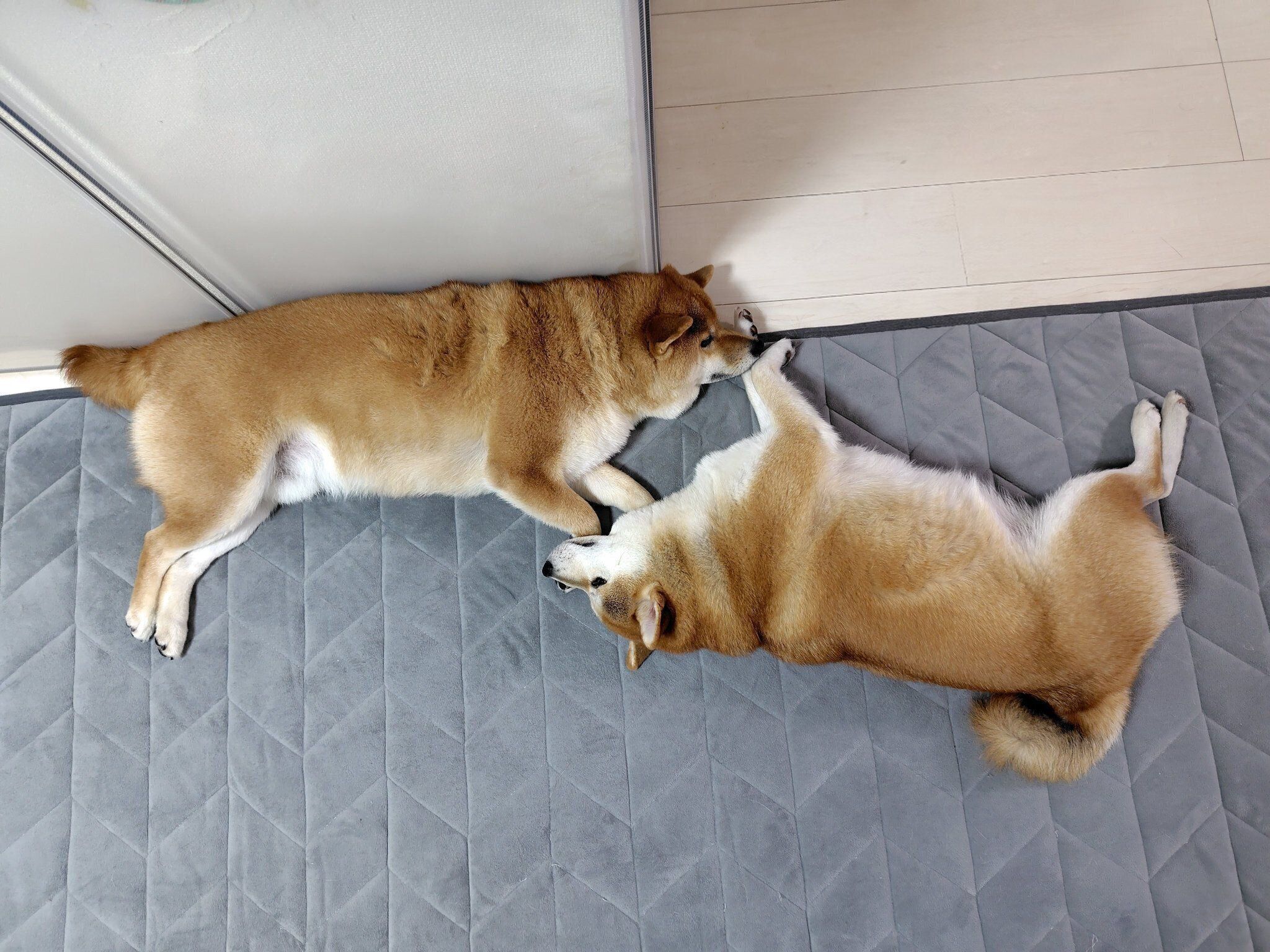 仲良くまったりする2頭