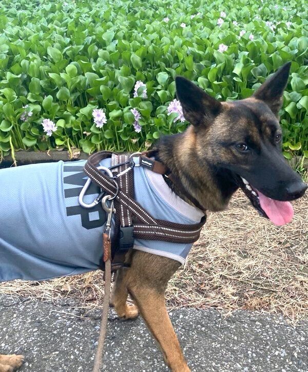 お散歩を楽しむコハクちゃん