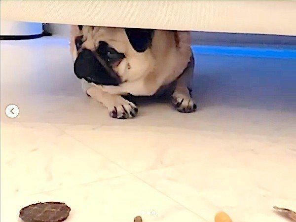 駄々をこねるパグ