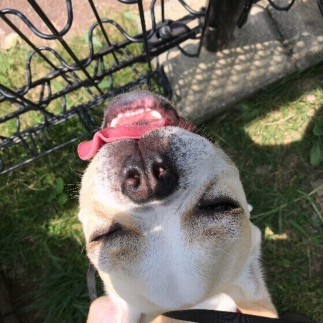 危険な目に遭わせることも 犬の飼い主が語る 夏の困りごとやトラブル 実体験 いぬのきもちweb Magazine 危険な目に遭わせることも 犬の飼い主が語る 夏の困りごとやトラブル 実体験 いぬのきもちweb Magazine