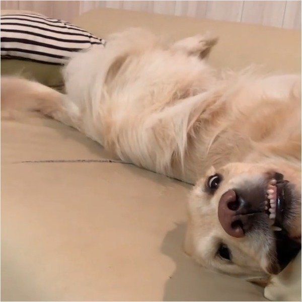 ゴールデン・レトリーバー