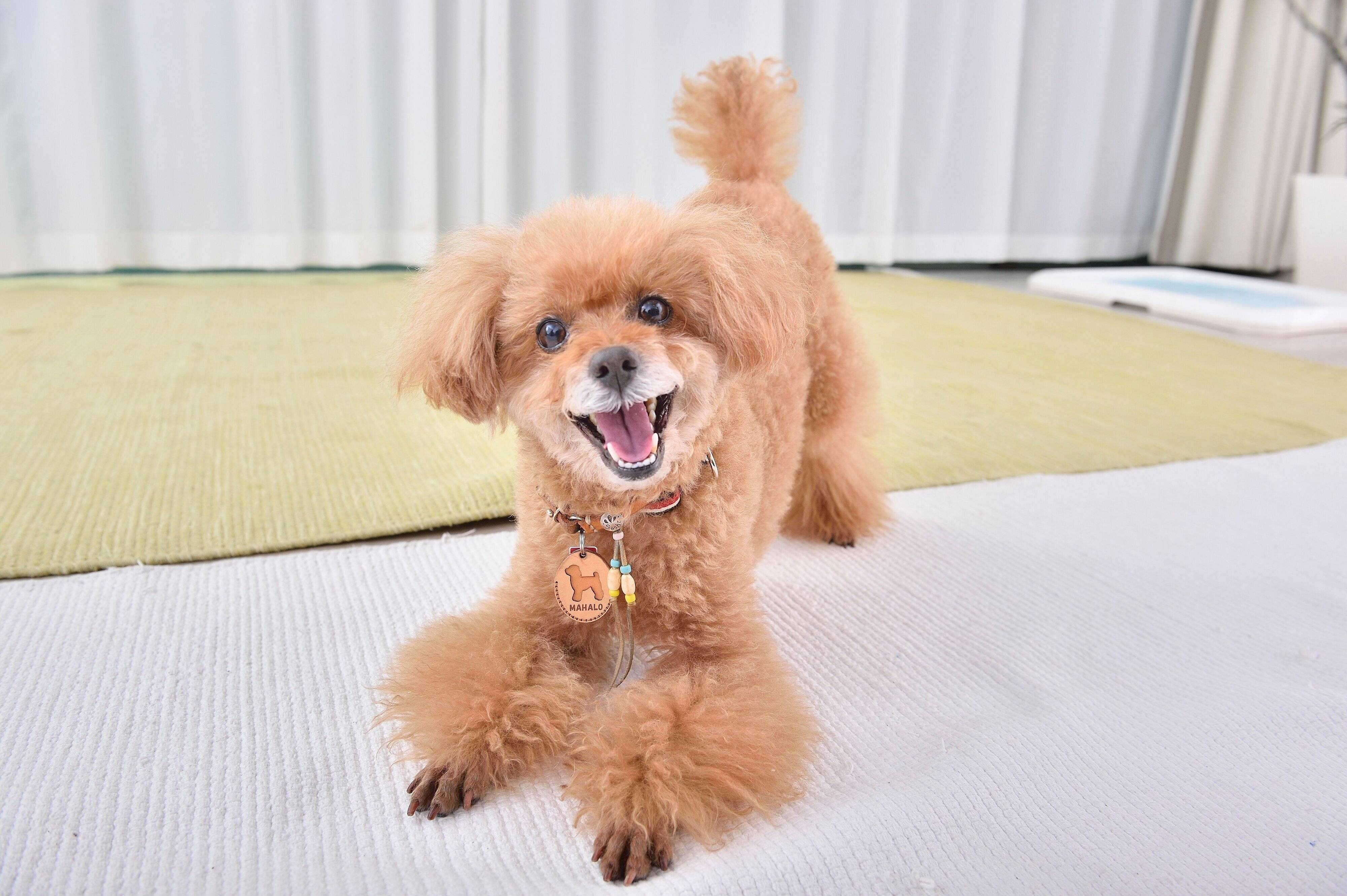 画像はトイ・プードル