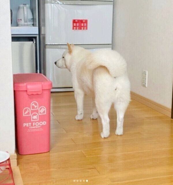 飼い主さんを見つめるきなこちゃん