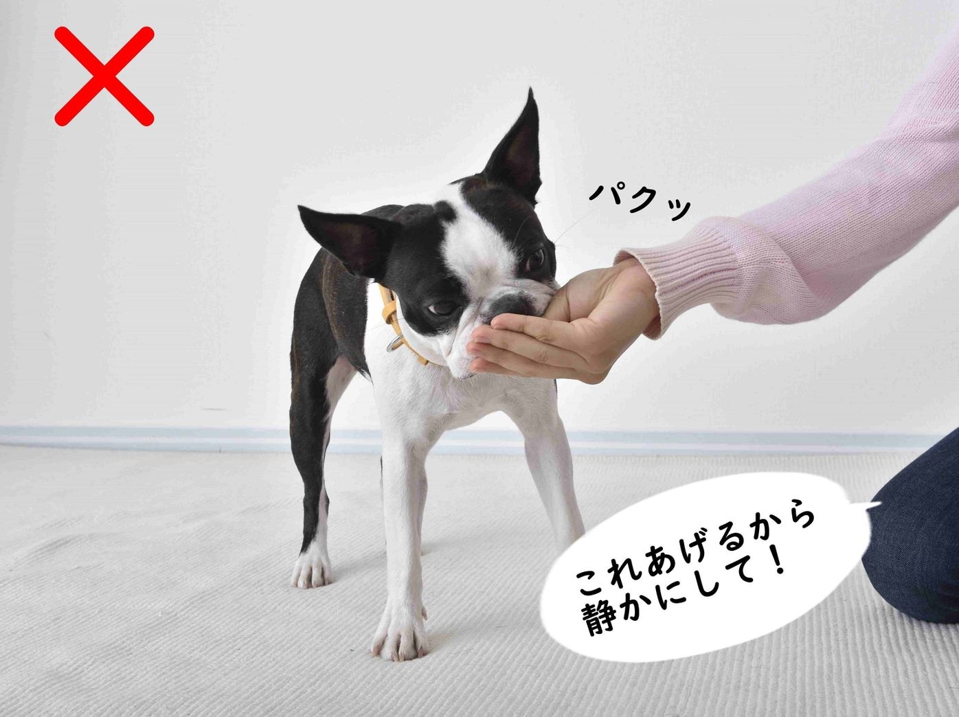 遊んで チョーダイ おねだりで吠える犬 直すには が一番 いぬのきもちweb Magazine 遊んで チョーダイ おねだりで吠える犬 直すには が一番 いぬのきもちweb Magazine
