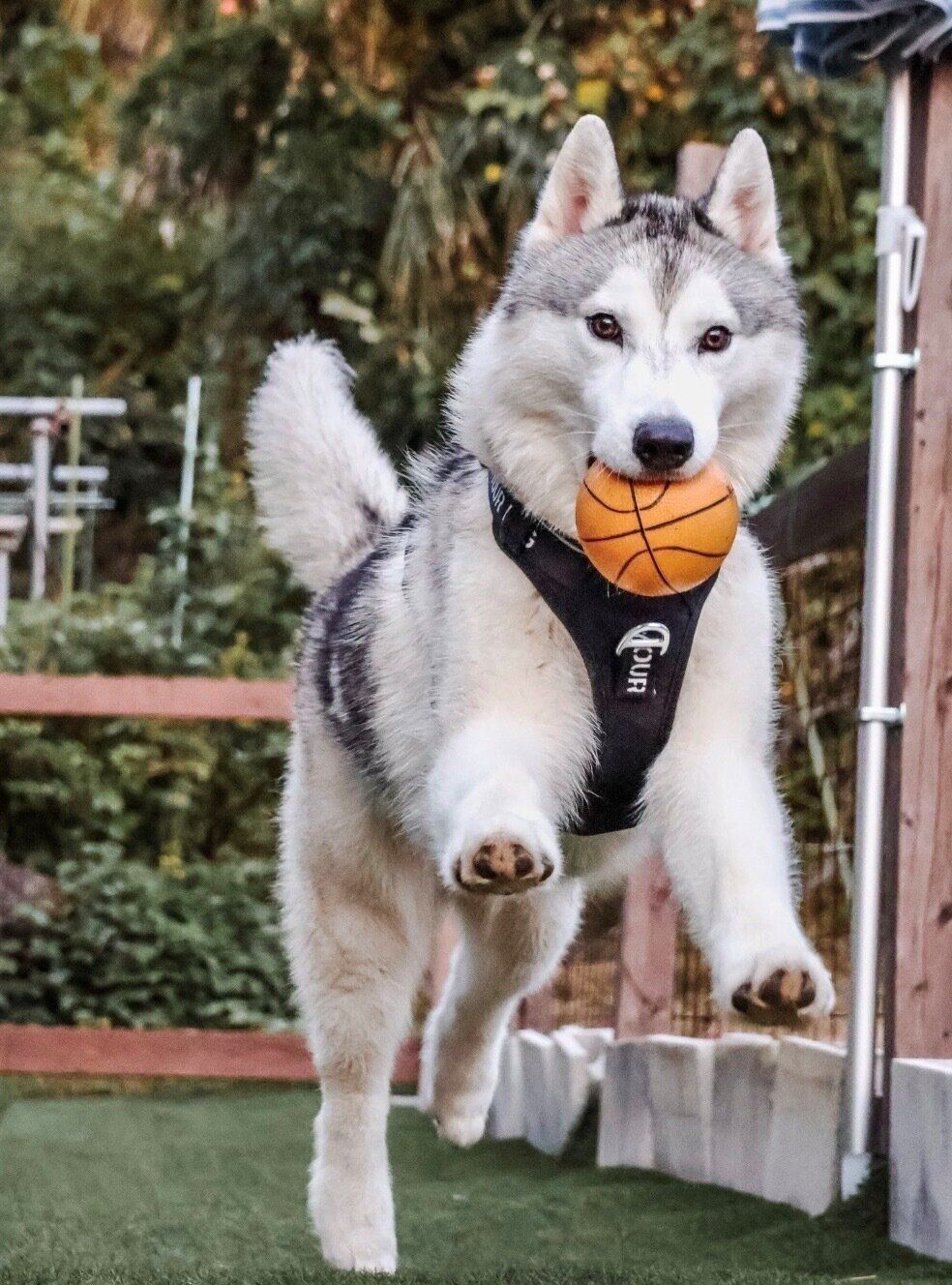 ボール遊びを楽しむスカイくん