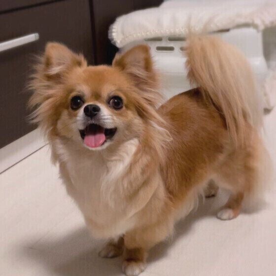 「人見知りをする犬としない犬の特徴」と犬を人に慣らすためにできること いぬのきもち