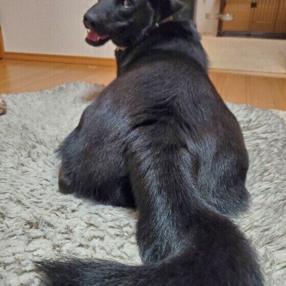 豊かなしっぽのMIX犬