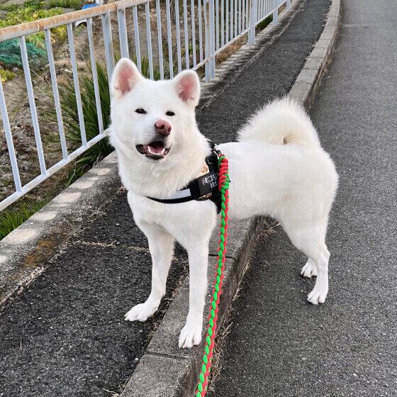 リードで散歩中の秋田犬