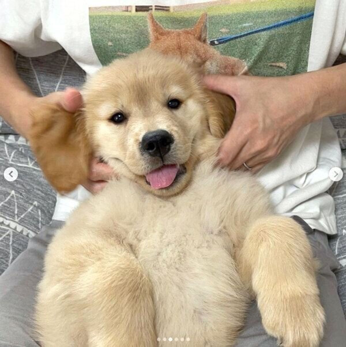 ボディタッチ を練習中の子犬 パパにモフモフされて されるがままになっちゃう姿に悶絶 いぬのきもちweb Magazine ボディタッチ を練習中の子犬 パパにモフモフされて されるがままになっちゃう姿に悶絶 いぬのきもちweb Magazine