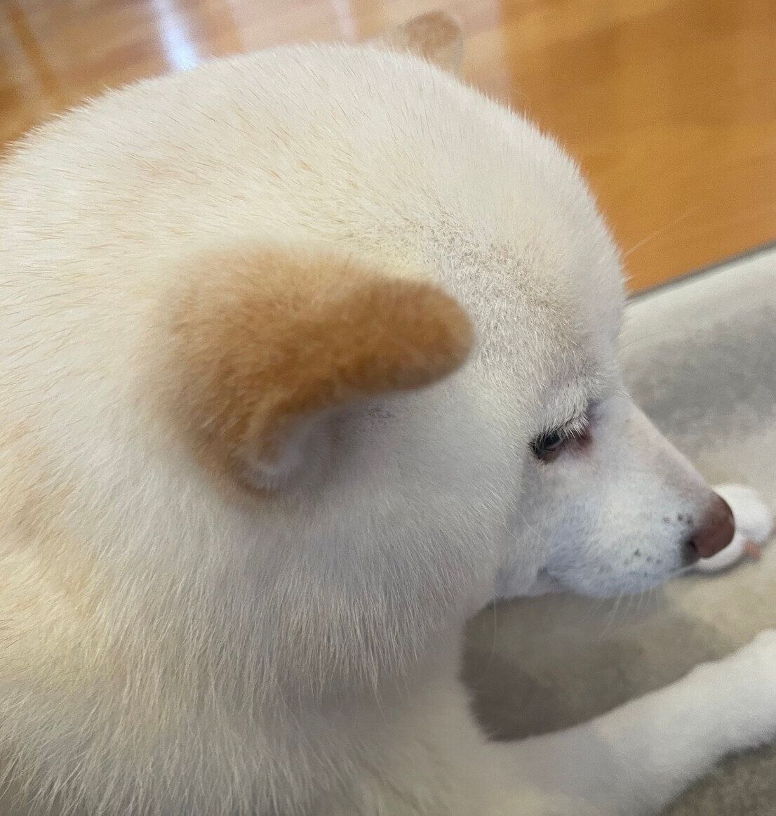 くつろぐゆきちゃん