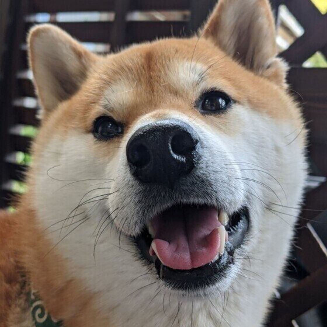 犬の体をかくと後ろ足をバタバタさせるのはなぜ 獣医師に聞いた いぬのきもちweb Magazine 犬の体をかくと後ろ足をバタバタさせるのはなぜ 獣医師に聞いた いぬのきもちweb Magazine