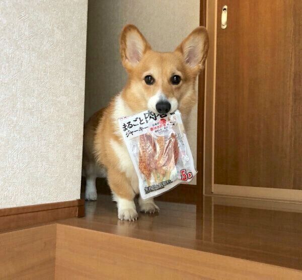 ジャーキーの袋を運ぶベルちゃん