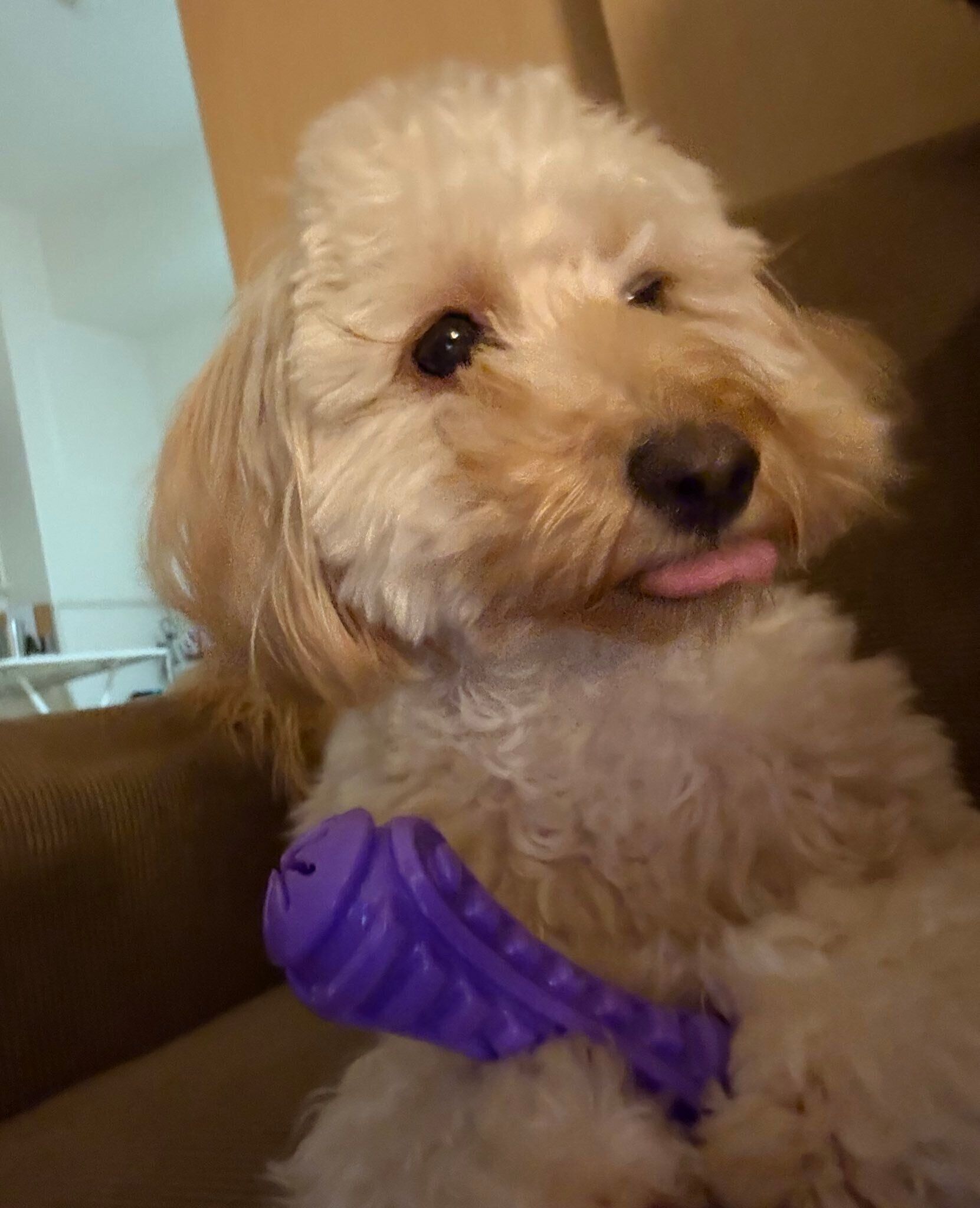 おもちゃに夢中な様子の犬