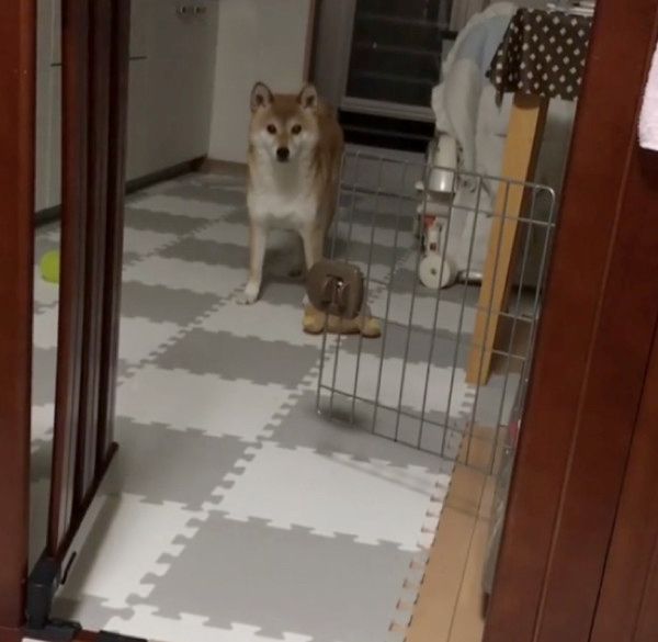 遊んでほしいと静かにアピールする柴犬