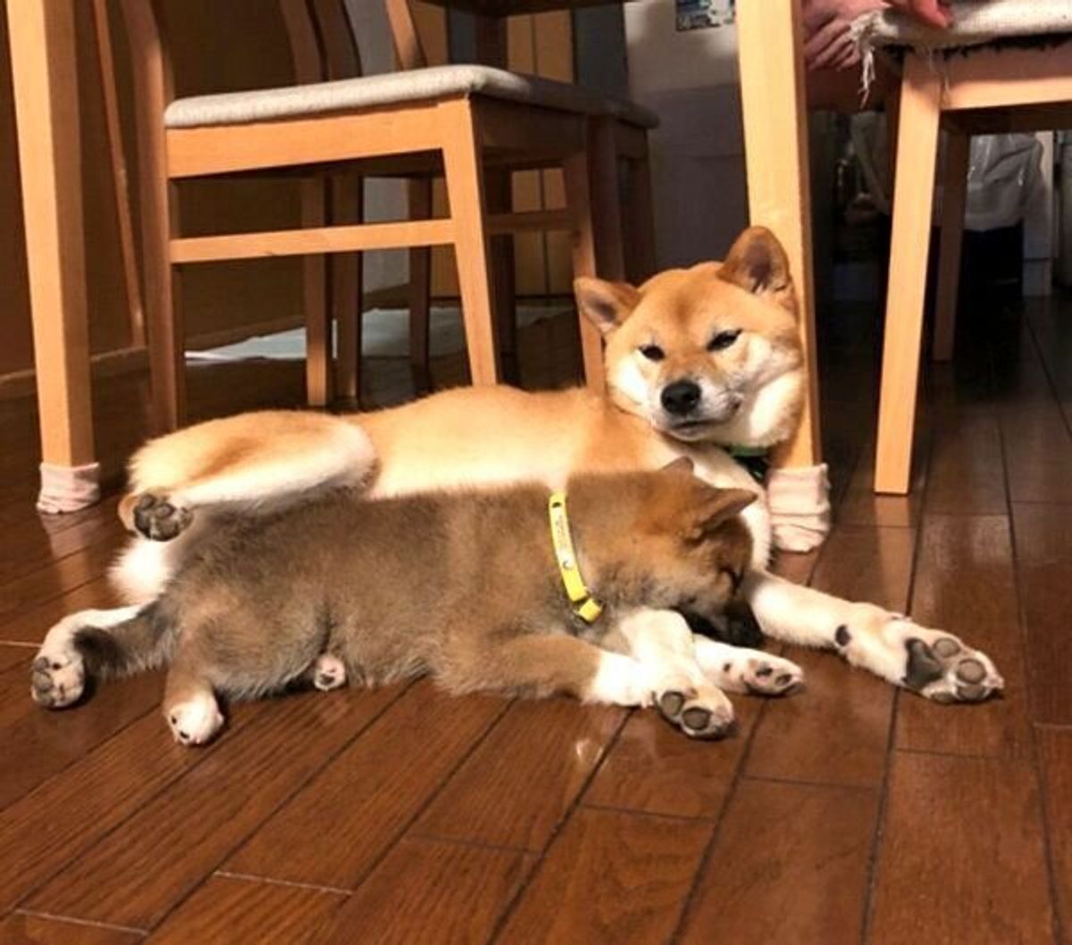 家族になった初日に先住犬の腕枕でぐっすり 柴犬子犬の 成長ビフォーアフター にグッとくる いぬのきもちweb Magazine 家族になった初日に先住犬の腕枕でぐっすり 柴犬子犬の 成長ビフォーアフター にグッとくる いぬのきもちweb Magazine